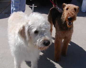 phot of the Waltho dogs - Harley and Teddy